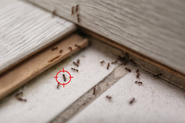 Best Best Pest Control Companies  in Carteret, NJ