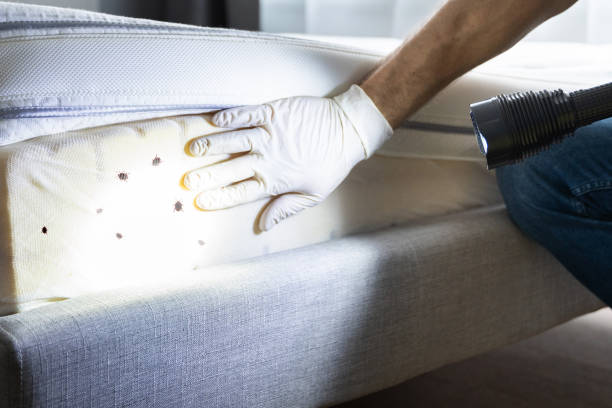 Insect Control in Carteret, NJ