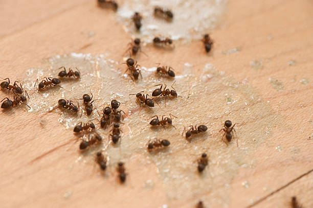  Carteret, NJ Pest Control Pros